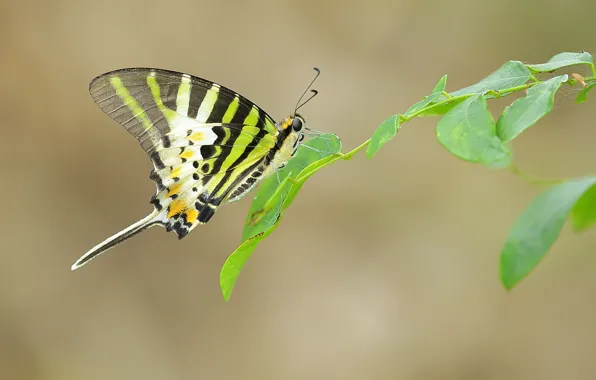 Picture leaves, butterfly, wings, branch, antennae, web, proboscis