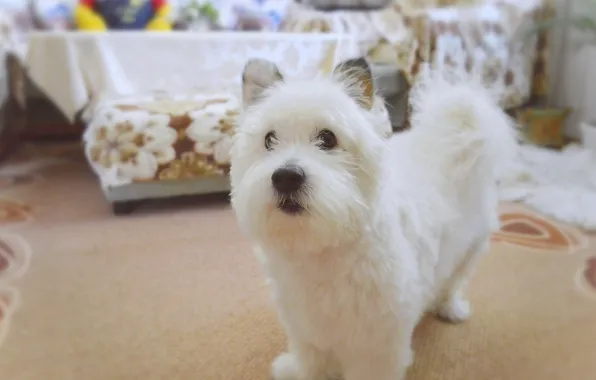 Dog, Dog, The West highland white Terrier