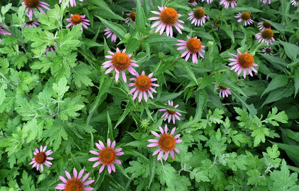 July, Echinacea, healing flower