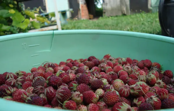 Berries, summer memories, Oh this fragrance