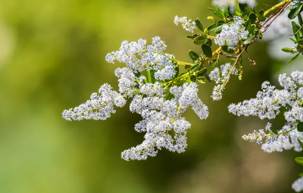 Picture macro, branches, background, flowering, inflorescence, Ceanothus, Krasnokamenki