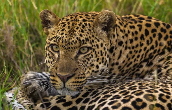 Look, predator, leopard