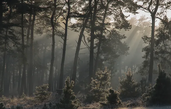 Forest, rays, light, trees, branches, fog, pine, young