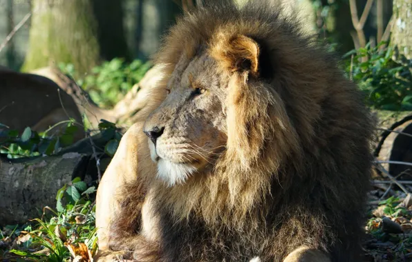 Cat, Leo, beast