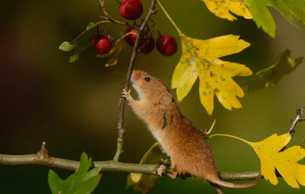 Autumn, leaves, berries, branch, mouse, mouse, fruit, vole
