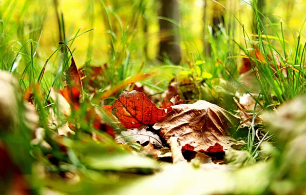 Autumn, grass, light, branches, glade, bokeh, autumn leaves