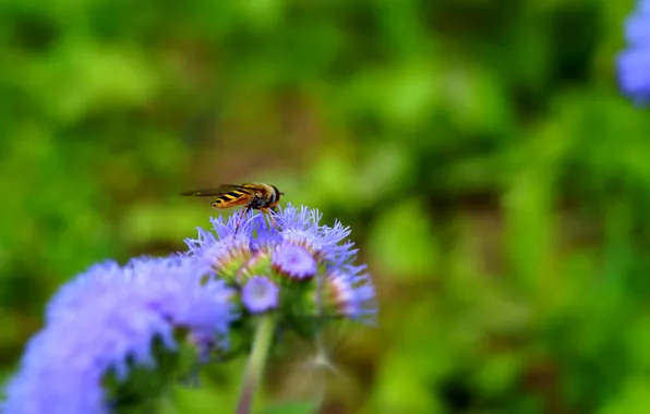 Purple, bee, green