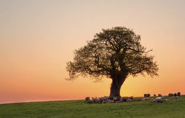 Picture field, the sky, grass, sunset, tree, sheep, pasture, the herd