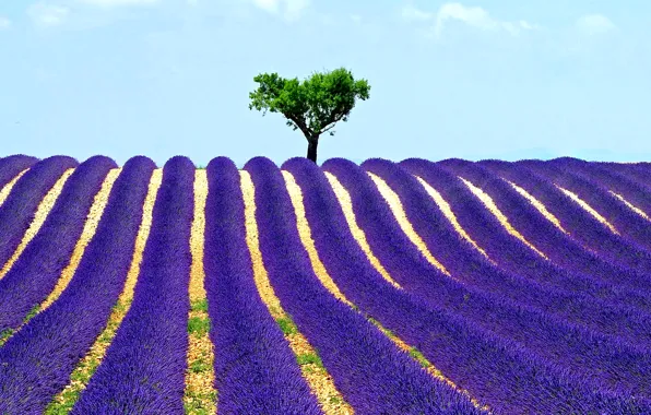 Field, the sky, trees, lavender