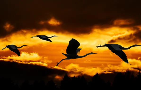 Sunset, Nature, Clouds, Birds, Clouds, Flight, Herons, Sunset