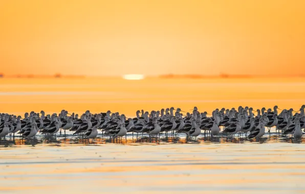 Picture the sky, the sun, sunset, bird, shore, pack, pond, a lot