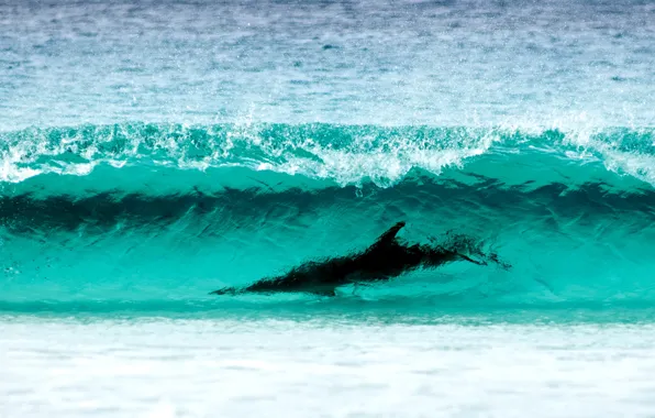 Picture sea, nature, water, shore, dolphin, Cape, Surfing, Le Grand NP