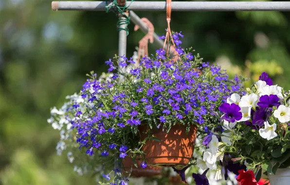 Flowers, garden, white, lilac, bokeh, Petunia, basket, pots