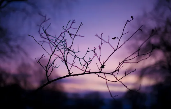 Picture macro, branches, nature, photo, background, branch, Wallpaper, the evening