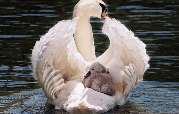 Picture white, swan, bird, water, lake, animal, pride, elegant