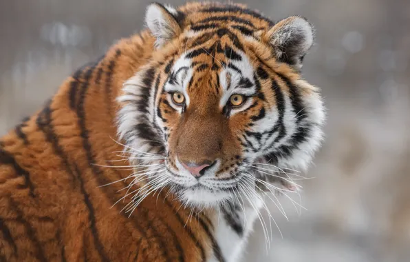Look, face, tiger, portrait, wild cat, The Amur tiger