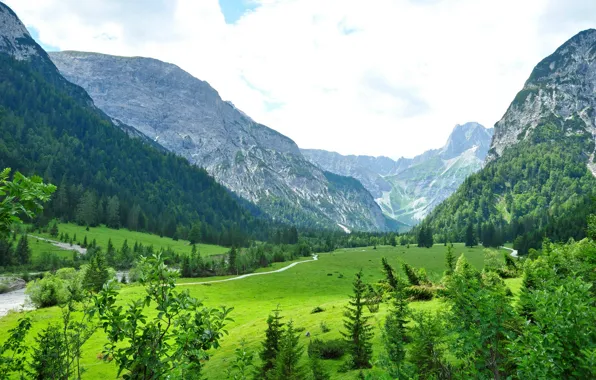 Trees, landscape, Austria, forest., Austria, Tyrol, gra, Tyrol
