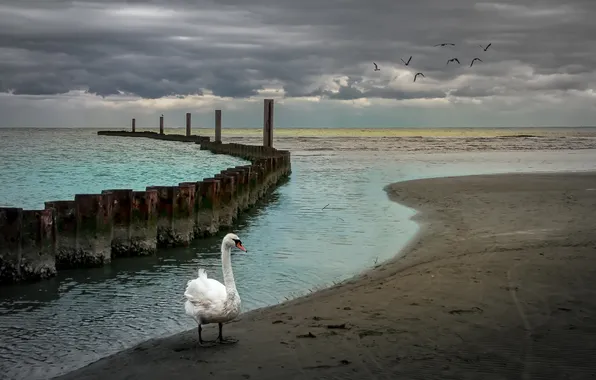 Picture sea, nature, Swan