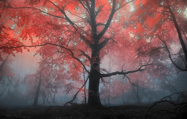 Autumn, forest, trees, fog, tree, the evening, morning, Landscapes