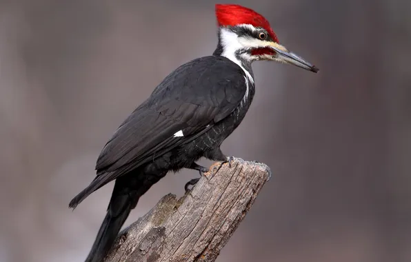 Bird, feathers, beak, woodpecker, tail