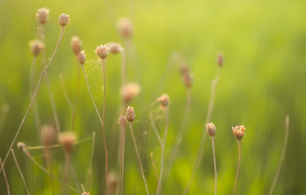 Nature, color, grass