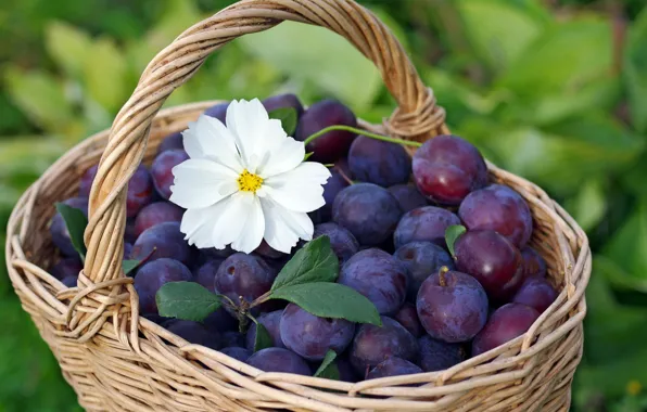 Nature, garden, harvest, fruit, plum, September, cottage