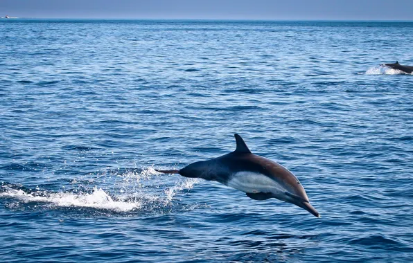 Sea, the sky, Dolphin, jump