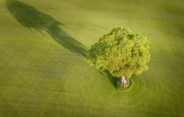 Picture field, tree, England, shadow, England, Yorkshire, Yorkshire, Everingham