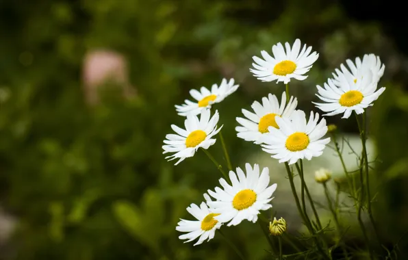 Flowers, chamomile, Picture flowers