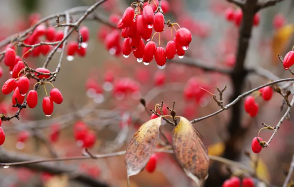 Autumn, leaves, drops, branches, berries, fruit, red, bokeh