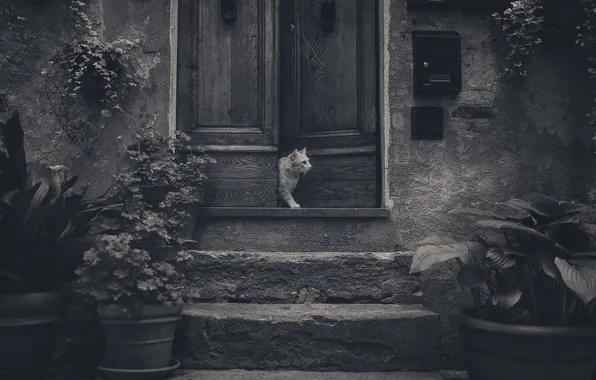 Cat, flowers, the door, stage, cat, flowers, door, steps