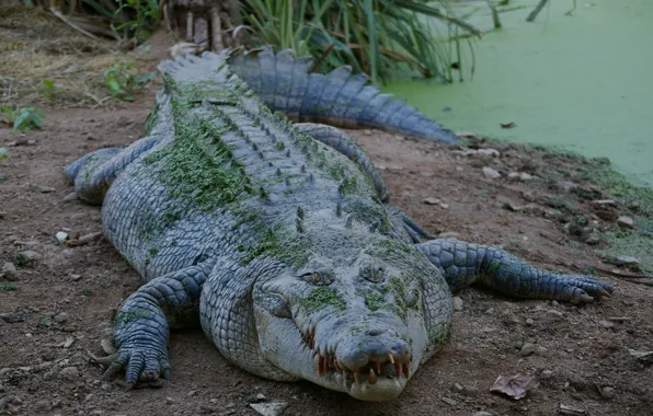 Picture teeth, crocodile, lizard, wildlife, alligator