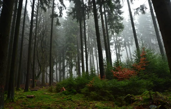 Autumn, forest, trees, nature, fog, Germany, Germany, Rhineland-Palatinate