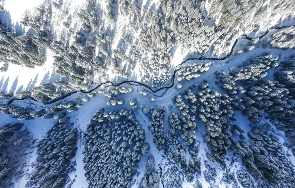 Picture winter, forest, river