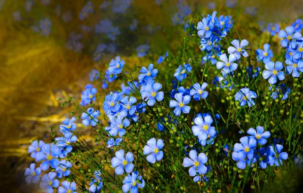 Picture nature, len, blue flowers