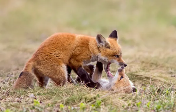 Pose, glade, the game, Fox, a couple, cubs, two Fox