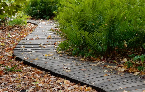 Autumn, leaves, nature, sheet, widescreen, plants, track, wallpaper
