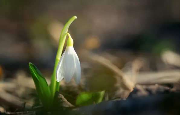 Picture flower, nature, spring, primrose, snowdrop