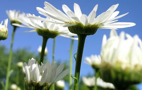 The sky, chamomile, petals, stem