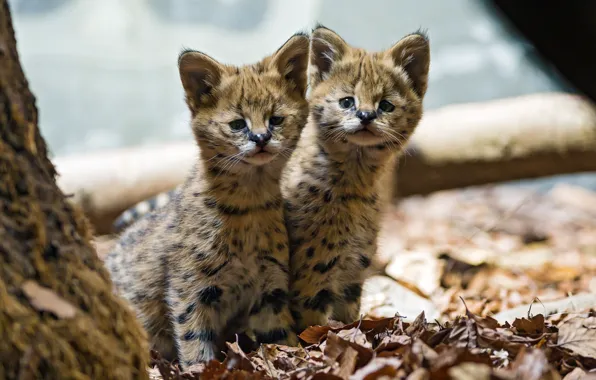 Leaves, cats, kittens, kids, Serval, cubs, ©Tambako The Jaguar