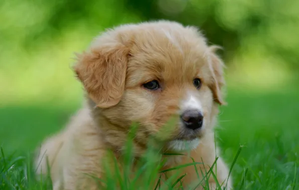 Picture portrait, dog, puppy, face, bokeh, doggie