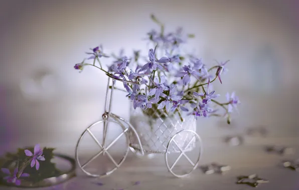 Flowers, bike, tenderness, bouquet, blur, still life, light background, stars