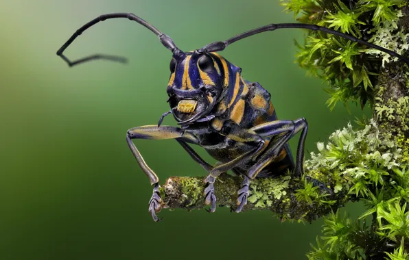Mustache, leaves, macro, moss, beetle, insect, striped, green background