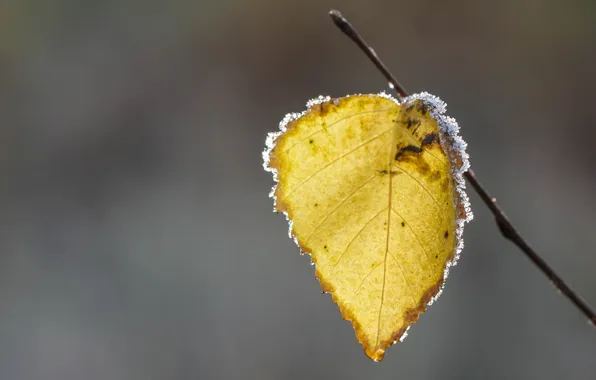 Autumn, nature, sheet