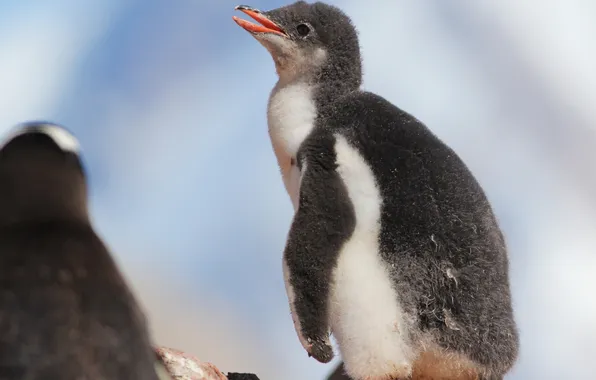 Picture baby, penguin, chick