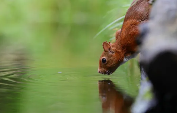 Water, pose, reflection, thirst, protein, muzzle, drink, Berezhok