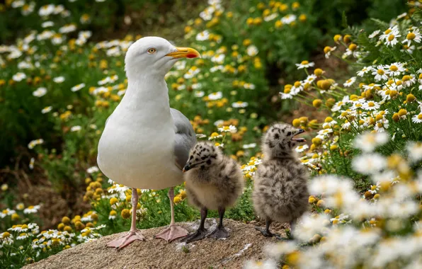 Flowers, birds, stone, seagulls, chamomile, Seagull, kids, mom