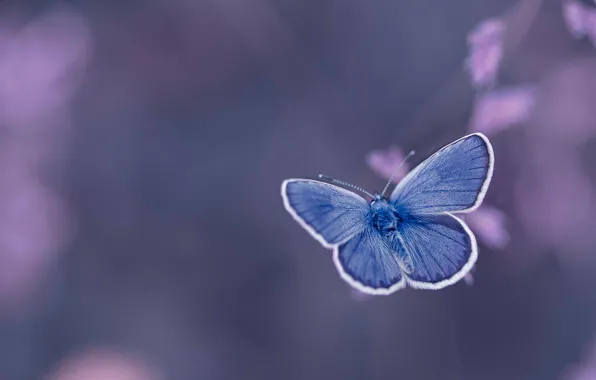 Picture background, butterfly, Golubyanka Icarus