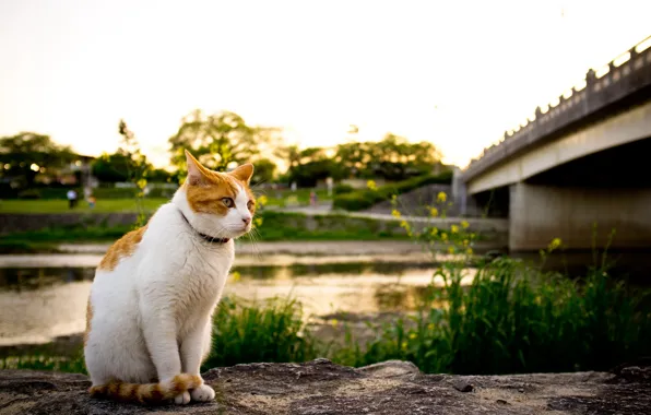 Picture cat, bridge, river