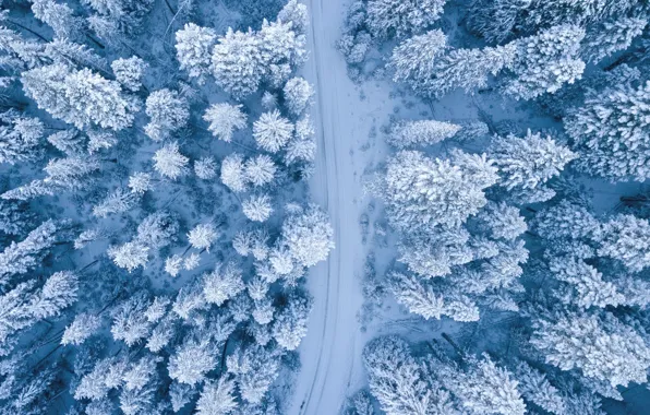 Winter, road, forest